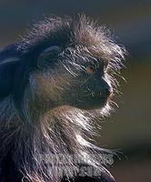 Black and White Colobus Monkey , Marwell Zoo , Hampshire , England stock photo