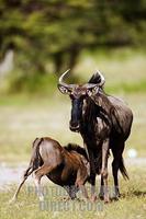...Blue wildebeest young suckling (connochaetes taurinus) . Etosha National Park . Namibia stock ph