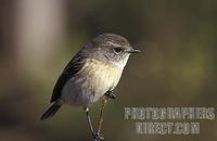 Reunion stonechat , Saxicola ( torquata ) tectes , Reunion stock photo