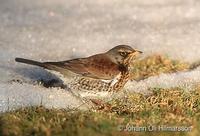 Fieldfare Turdus pilaris