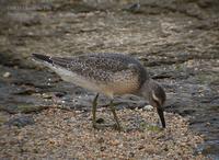 Red Knot Calidris canutus 붉은가슴도요