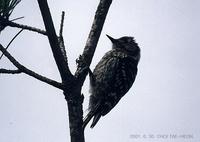 쇠딱따구리(Japanese Pigmy Woodpecker) Dendrocopos kizuki