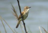 Great-Reed Wabler Acrocephalus arundinaceus 개개비