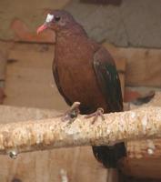 Stephan's dove Chalcophaps stephani