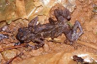 : Adenomus kelaartii; Kelaart`s Dwarf Toad
