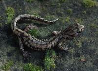 : Aneides vagrans; Wandering Salamander