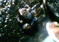 : Anomaloglossus degranvillei