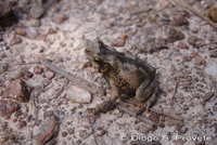 : Bufo scitulus; Ncn