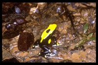 : Dendrobates tinctorius; Dyeing Poison Frog