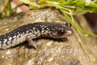 : Plethodon glutinosus; Northern Slimy Salamander