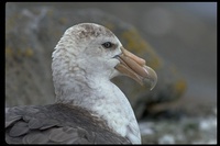 : Macronectes giganteus; Antarctic Giant Petrel