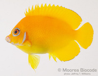 : Centropyge flavissima