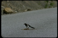 : Pica hudsonia; Black-billed Magpie