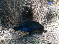 : Ptilonorhynchus violaceus; Satin Bowerbird