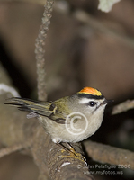 : Regulus satrapa; Golden-crowned Kinglet