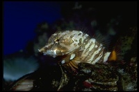 : Rhamphocottus richardsoni; Giant Sculpin