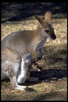 : Macropus rufogriseus; Red-necked Wallaby