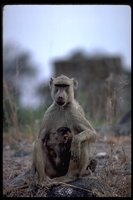 : Papio cynocephalus; Yellow Baboon