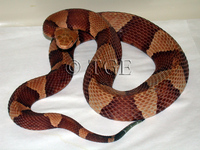 : Agkistrodon contortrix lacticinctus; Broadbanded Copperhead