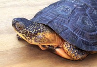 ...: Glyptemys insculpta X emydoidea blandingii (hybrid); Wood Turtle X Blanding's Turtle 