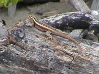 : Sceloporus variabilis; Rose-bellied Lizard