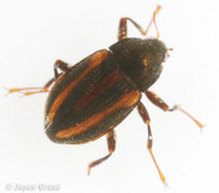 : Optioservus trivittatus