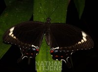 : Papilio fuscus; Dusky Swallowtail