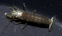 : Alpheus