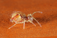 : Ptenothrix cf maculosa; Globular Springtail