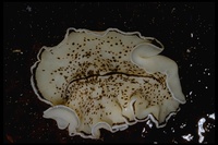 : Pseudoceros montereyensis; Flatworm