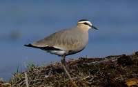 Sociable Plover