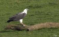 Haliaeetus leucogaster  White-bellied Sea Eagle