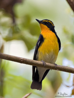 Narcissus Flycatcher (Male) Scientific name - Ficedula narcissina