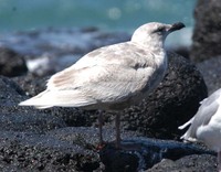 수리갈매기(Glaucous-winged Gull)