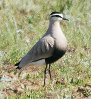 Sociable Lapwing