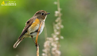 Fig. 12. Red-flanked Bluetail : 유리딱새