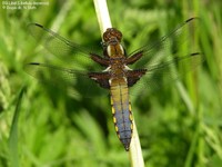 Blå Libel (Libellula depressa)  Foto/billede af