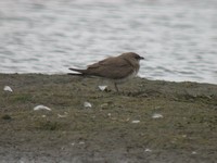 Collared Pratincole