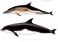 J. Smit Delphinus delphis Delphinus tursio