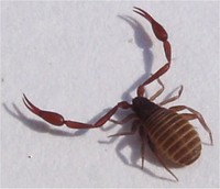 Chelifer cancroides