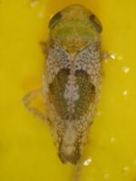Hishimonus phycitis