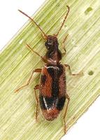 Notoxus monoceros