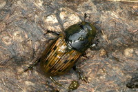 Acrossus luridus