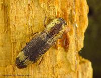Lacon querceus