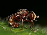 Sicus ferrugineus
