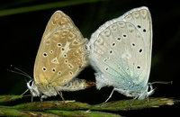 Polyommatus daphnis - Meleager's Blue