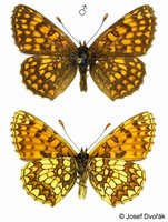 Melitaea britomartis - Assmann's Fritillary