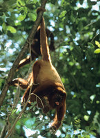 Red howler (Alouatta seniculus)