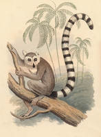 Ring-tailed lemur (Lemur catta)