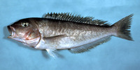 Caulolatilus microps, Grey tilefish: fisheries, gamefish